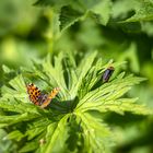 Schmetterling in der Sonne