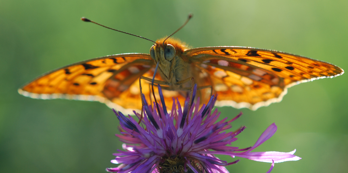 Schmetterling in der Sonne