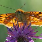 Schmetterling in der Sonne