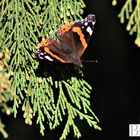 Schmetterling in der Sonne