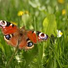 Schmetterling in der Sonne