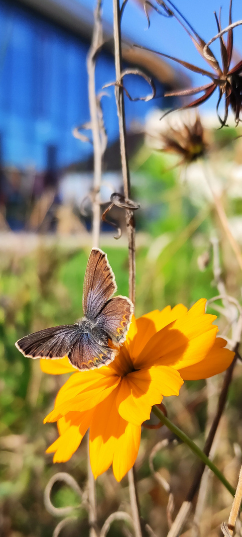 Schmetterling in der Sonne