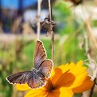 Schmetterling in der Sonne