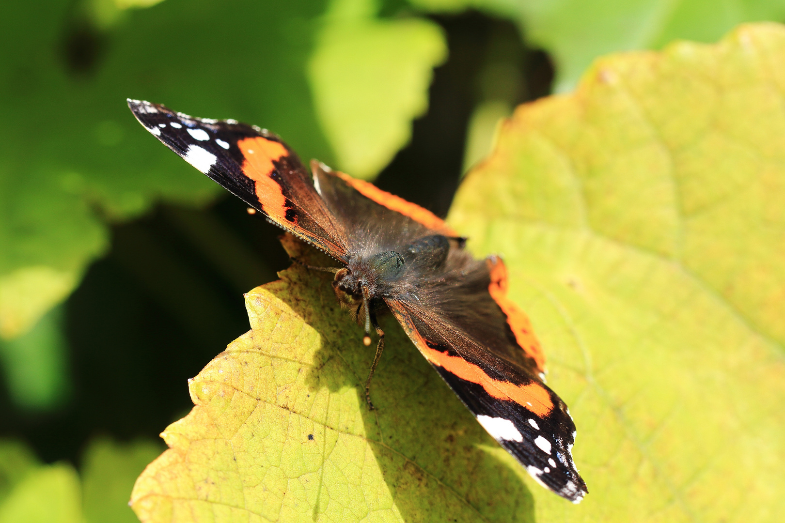 Schmetterling in der Sonne