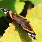 Schmetterling in der Sonne