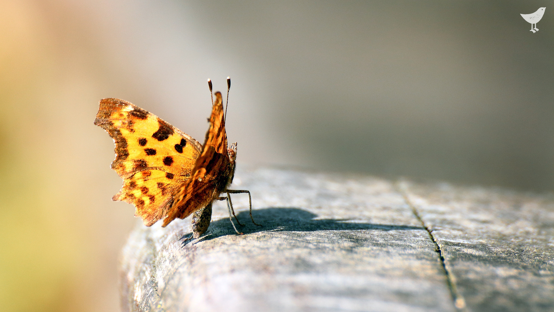 Schmetterling in der Sonne