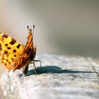 Schmetterling in der Sonne