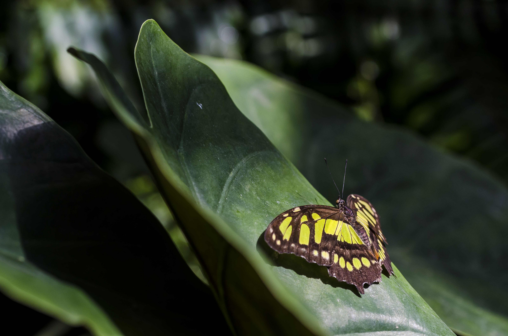 Schmetterling in der Sonne