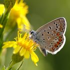 Schmetterling in der Toskana