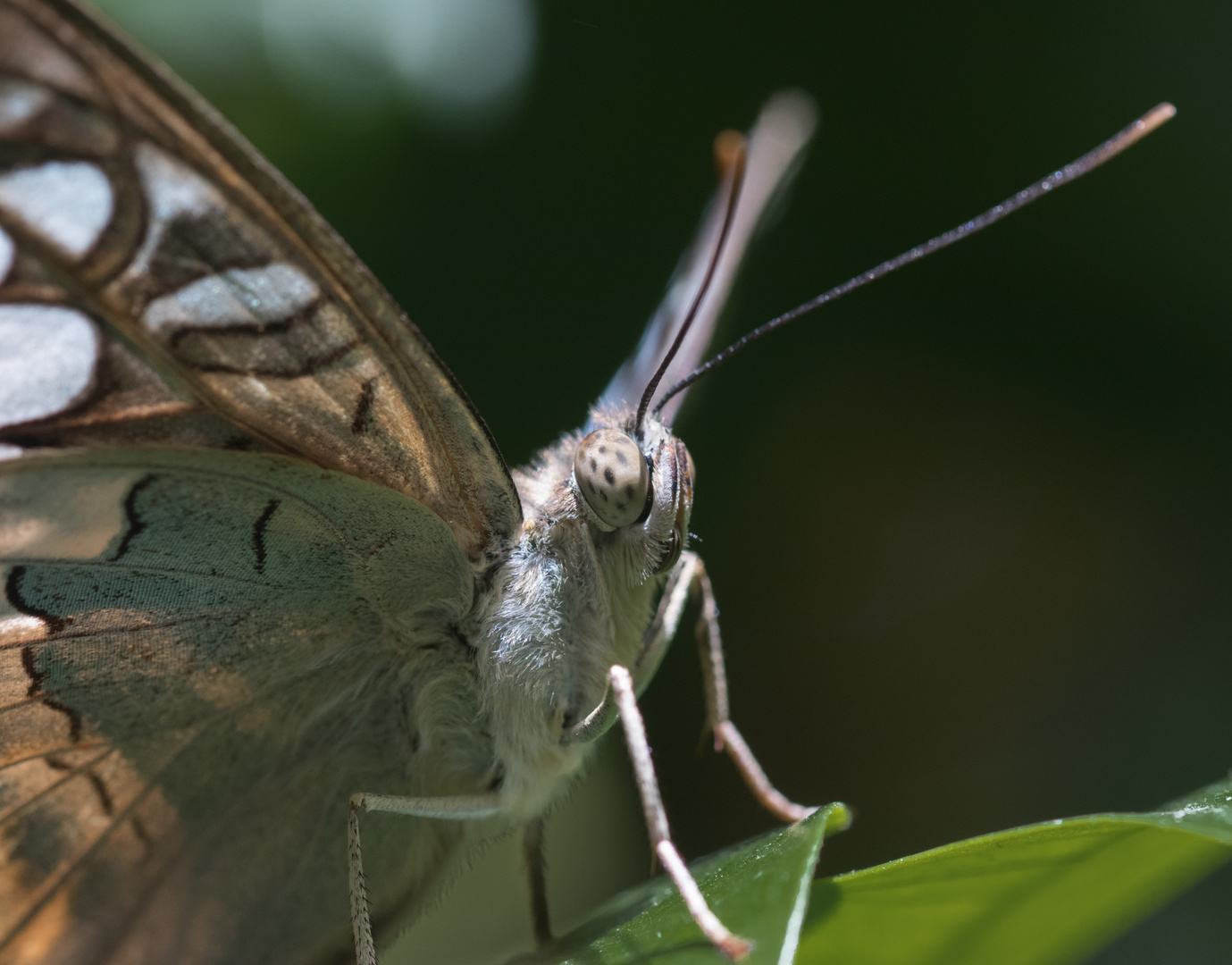 Schmetterling in der Tropenhalle 2/2 (Aquazoo Düsseldorf) 