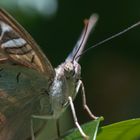 Schmetterling in der Tropenhalle 2/2 (Aquazoo Düsseldorf) 