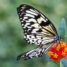 Schmetterling in der Wilhelma