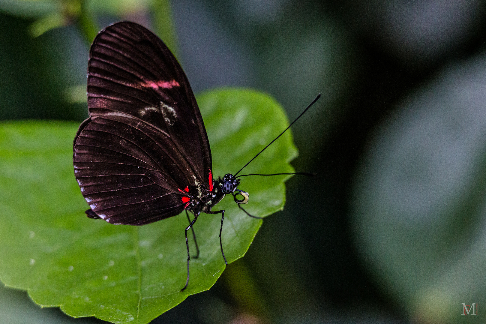 Schmetterling in der Wilhelma