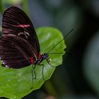 Schmetterling in der Wilhelma