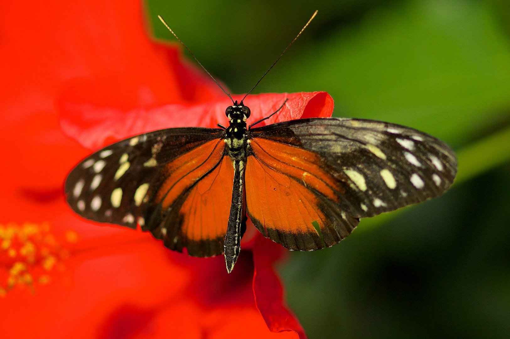 Schmetterling in der Wilhelma