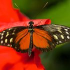 Schmetterling in der Wilhelma