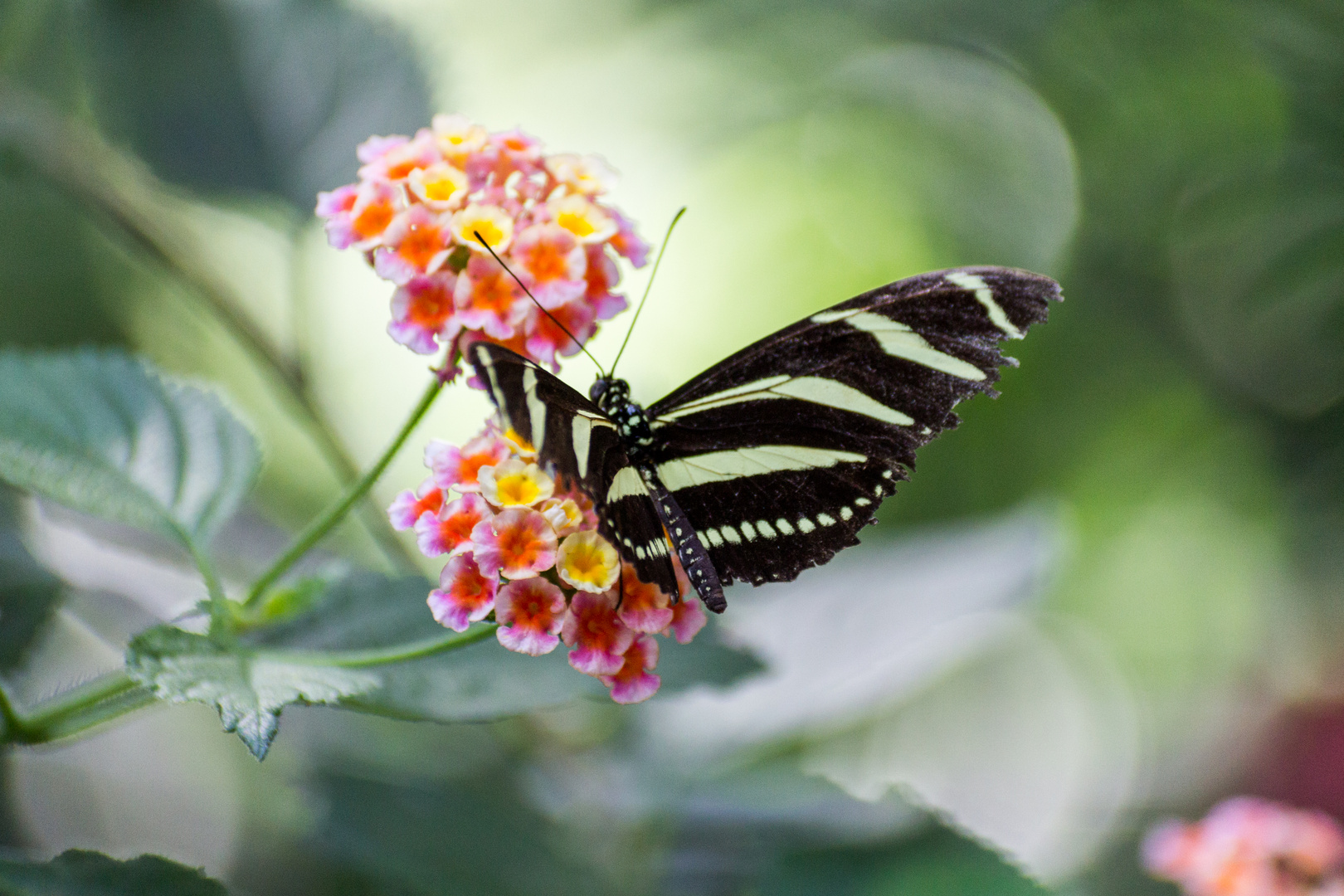 Schmetterling in der Wilhelma