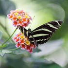 Schmetterling in der Wilhelma