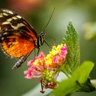 Schmetterling in der Wilhelma