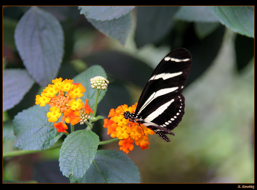 Schmetterling in der Wilhelma I