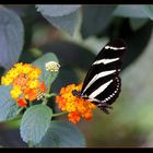 Schmetterling in der Wilhelma I