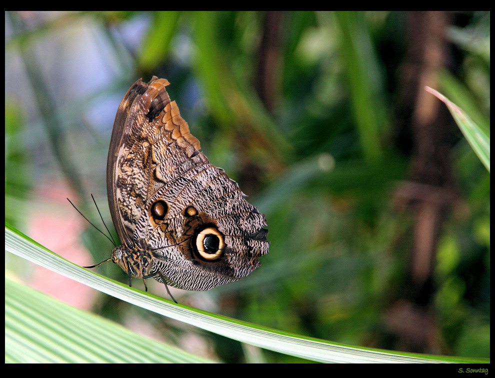 Schmetterling in der Wilhelma II