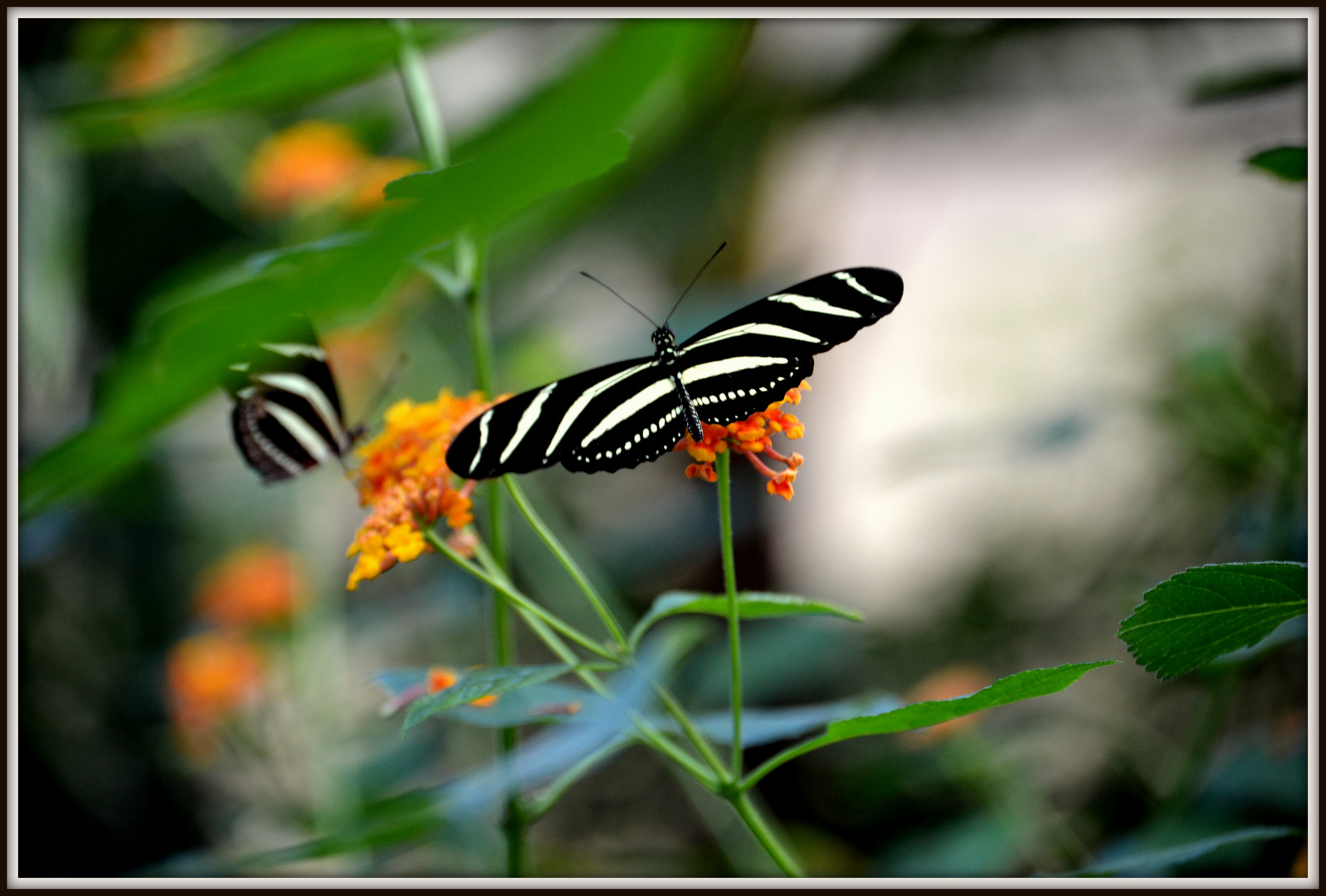 Schmetterling in der Wilhelma Stuttgart