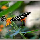 Schmetterling in der Wilhelma Stuttgart