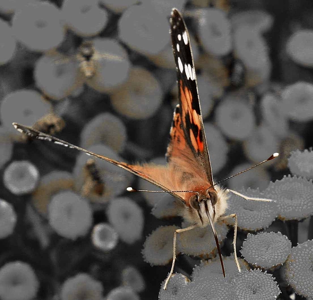 Schmetterling in die Augen geguckt.