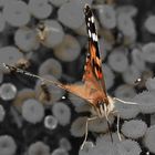 Schmetterling in die Augen geguckt.