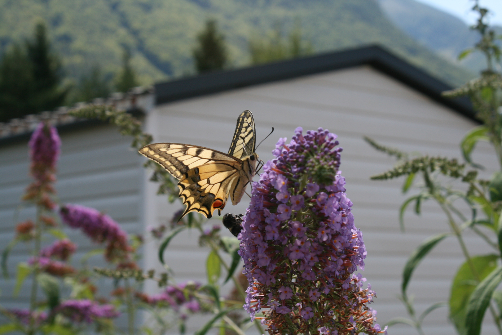 Schmetterling in die sonne