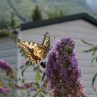 Schmetterling in die sonne