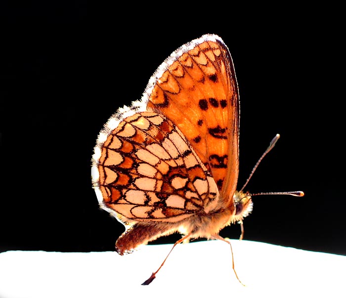 Schmetterling in einer Gegenlichtsituation