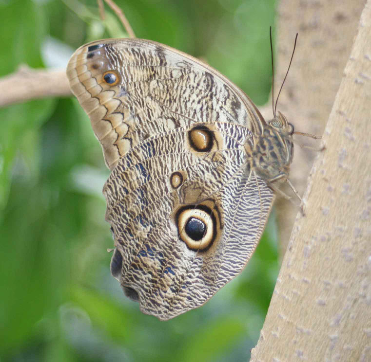 Schmetterling in einer kleinen Farm