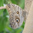 Schmetterling in einer kleinen Farm