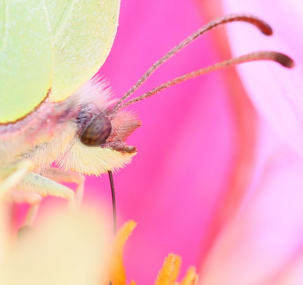 Schmetterling in Farbe