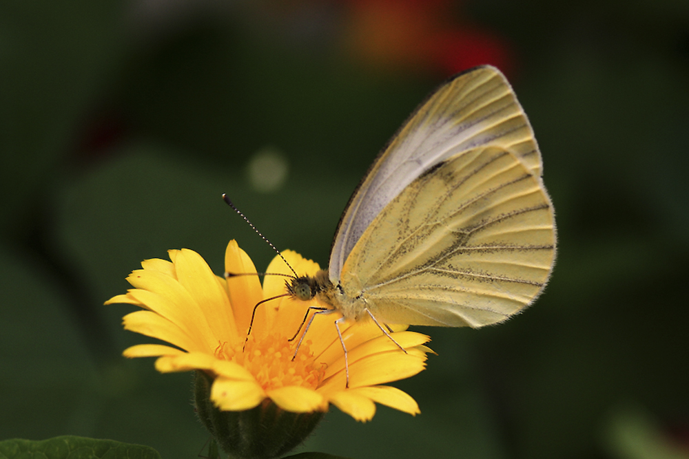 Schmetterling in Farbe