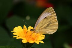 Schmetterling in Farbe