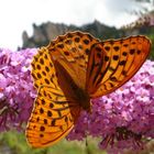 Schmetterling in Frankreich