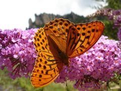 Schmetterling in Frankreich