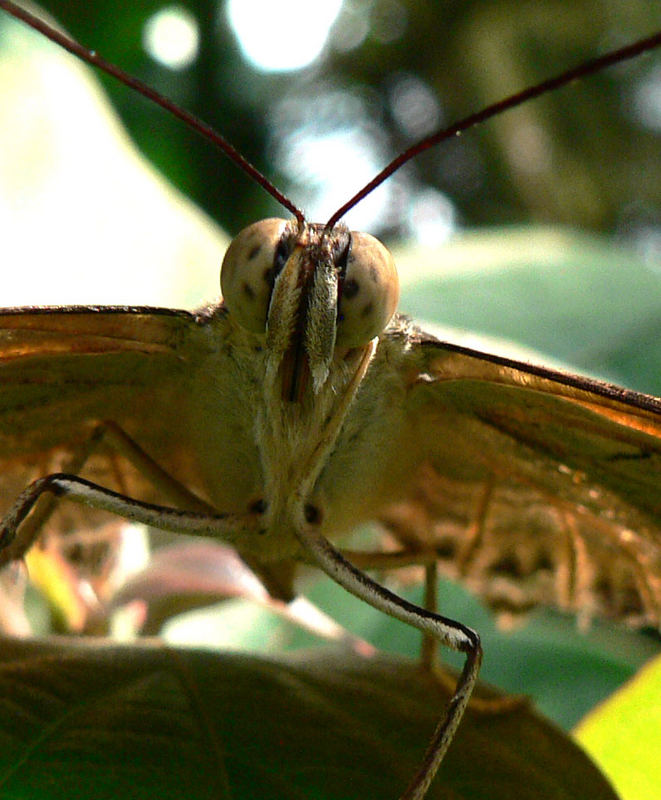 Schmetterling in Frontansicht