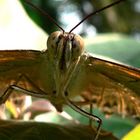 Schmetterling in Frontansicht