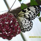 Schmetterling in Gefangenschaft