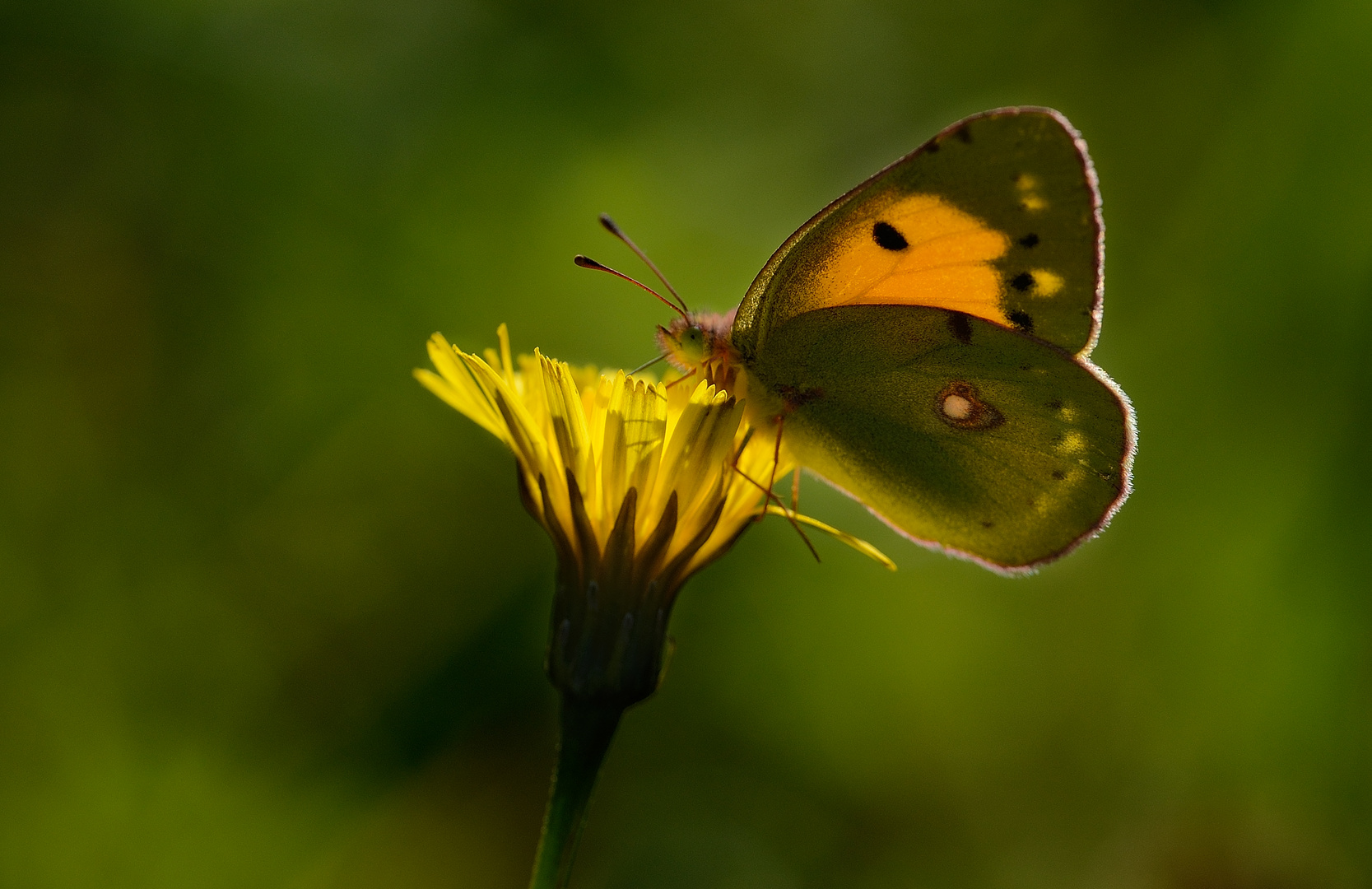 Schmetterling in Gegenlicht