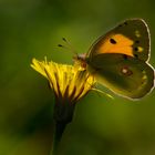 Schmetterling in Gegenlicht