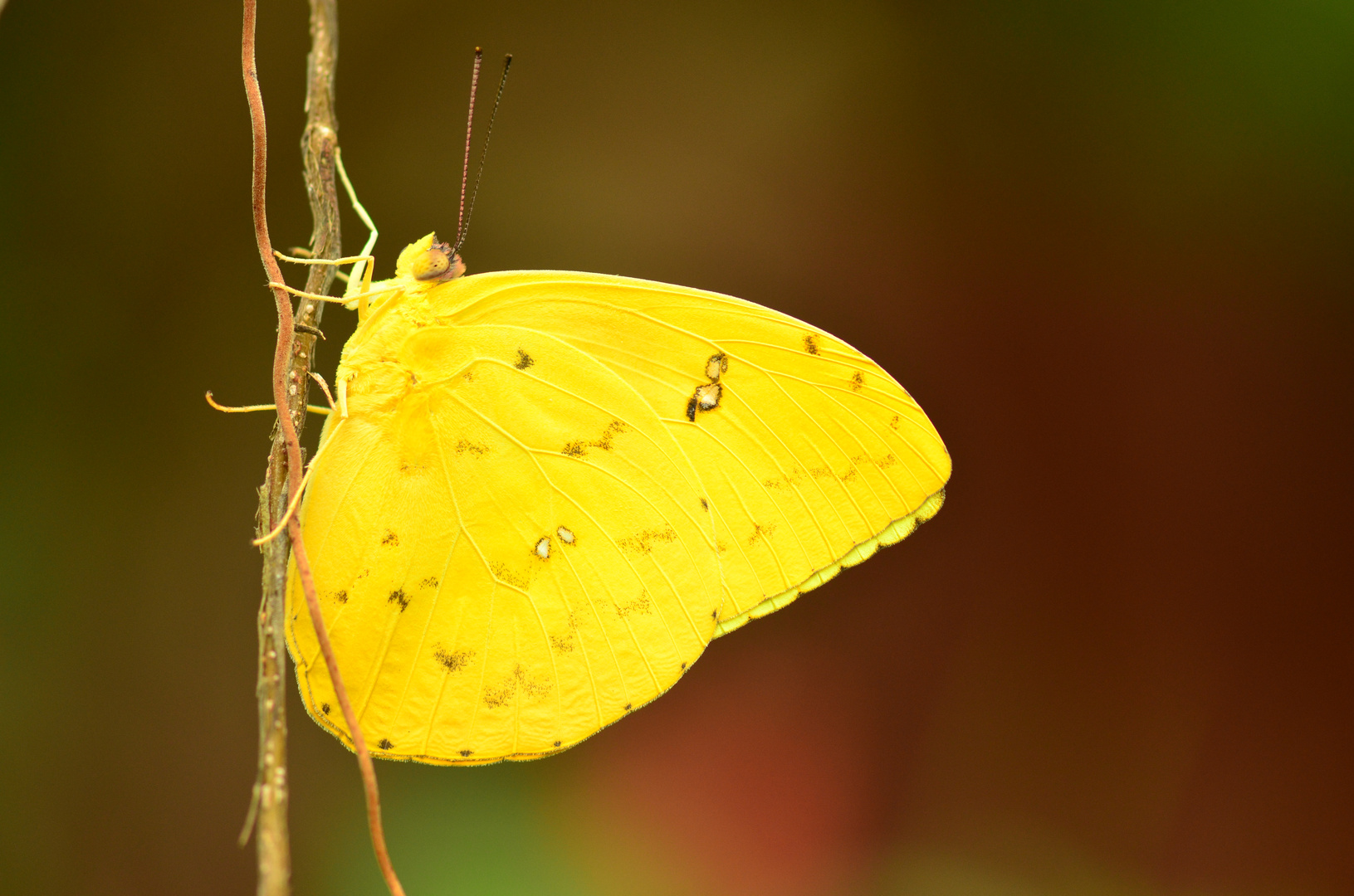 Schmetterling in gelb