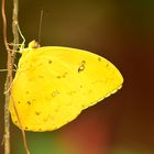Schmetterling in gelb