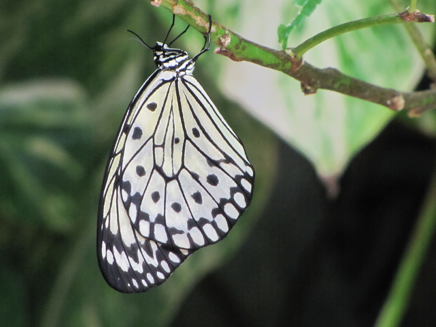 Schmetterling in Gran Canaria