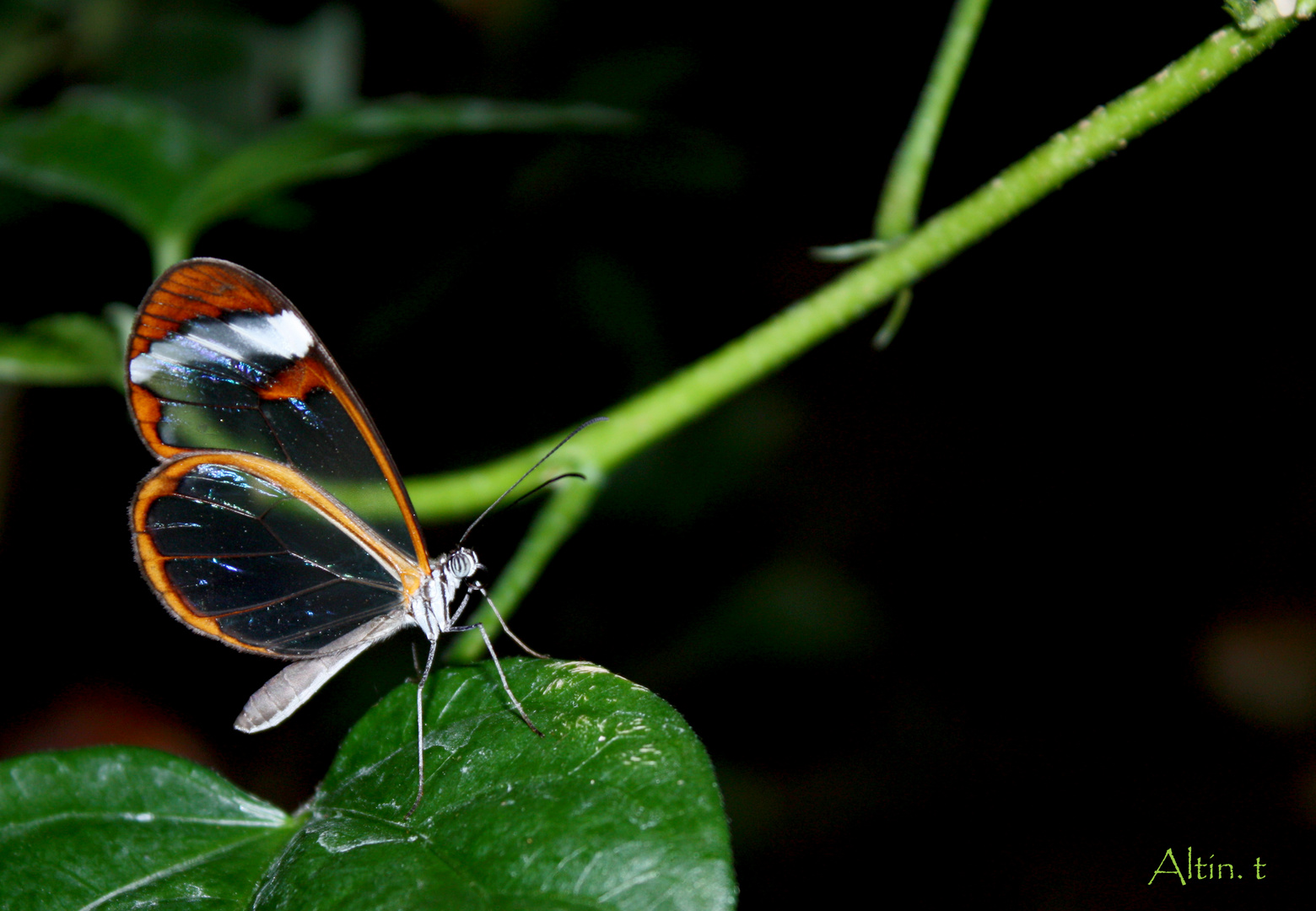 Schmetterling in grün..