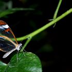 Schmetterling in grün..